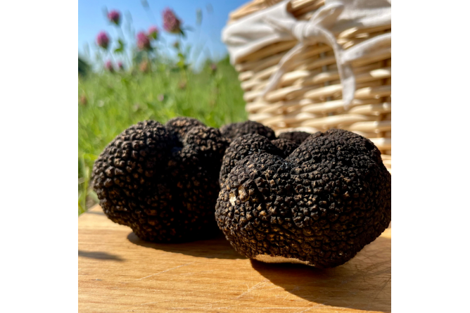 Discover the secret world of truffles