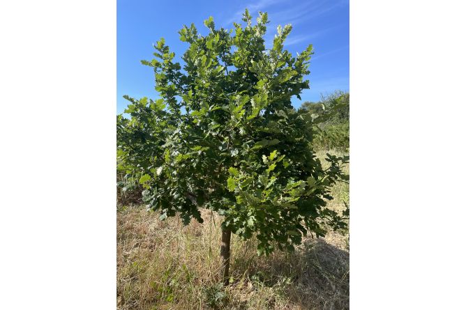 Sponsor a truffle oak