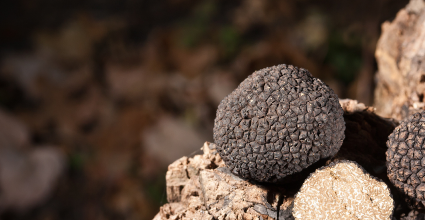 Summer truffle is back ! 